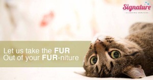 Top Winnipeg Home Cleaners take the fur out of your furniture